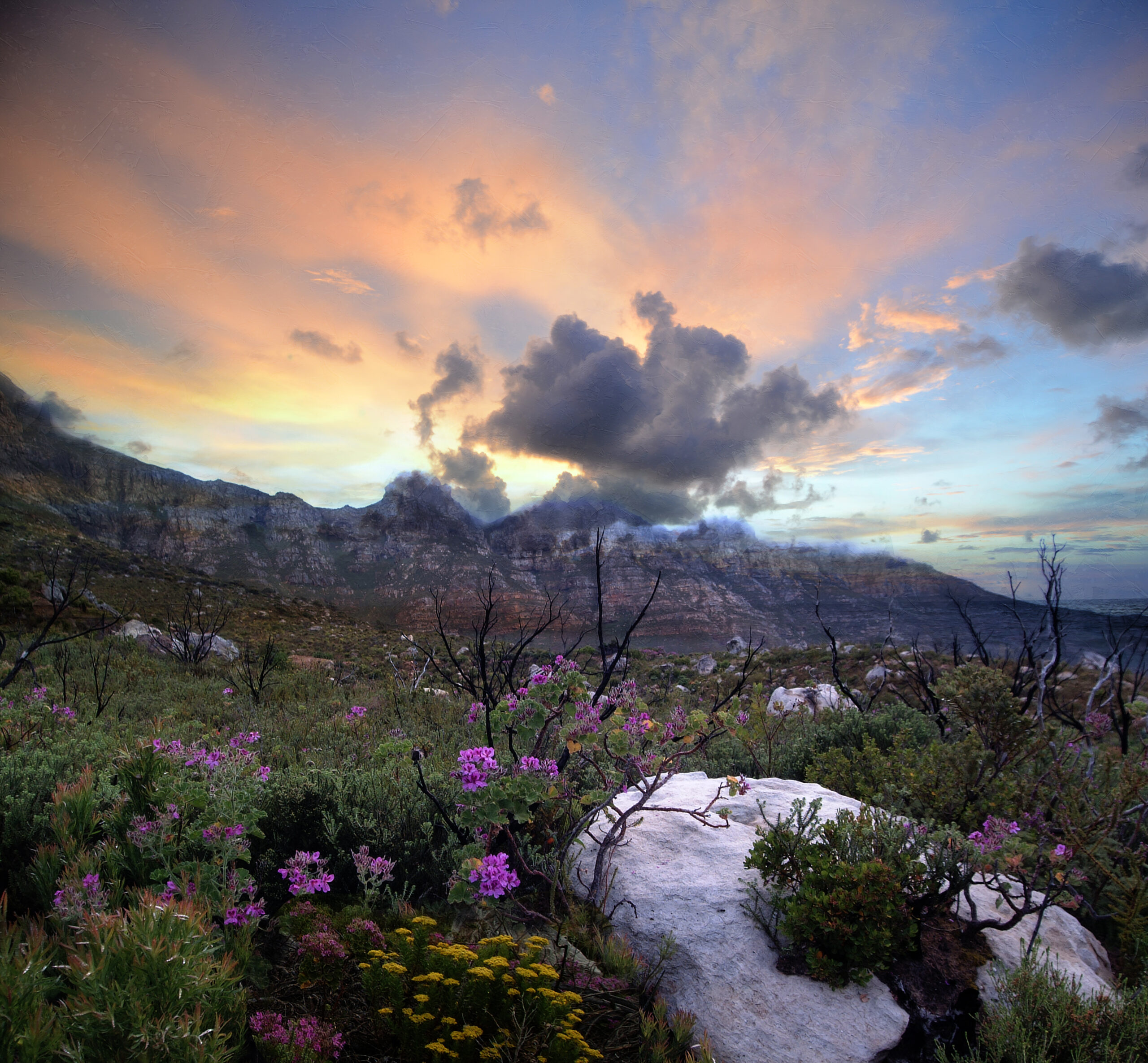 Cape Town South African Wild Flower Wall Art on Canvas by artist Michael John Valentine of Davidson North Carolina